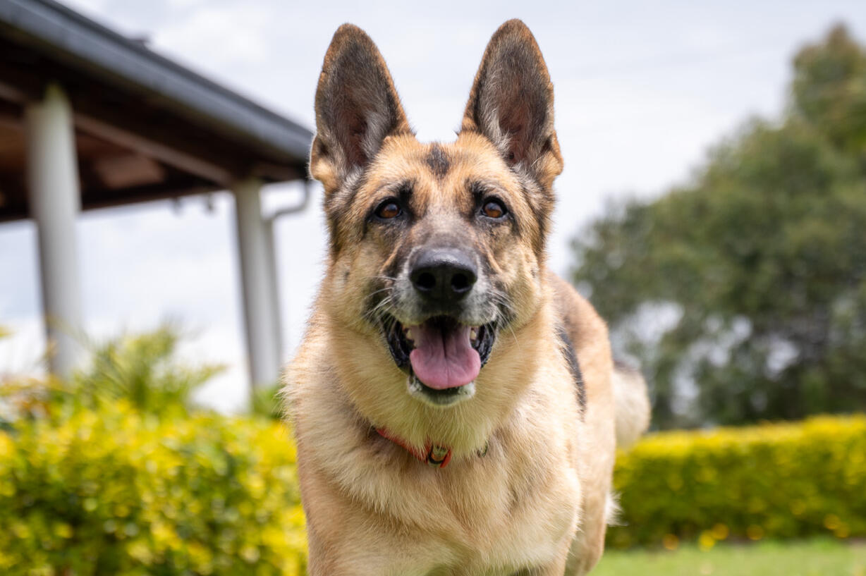 Dog sitting peacefully next to a person in a bright outdoor garden.