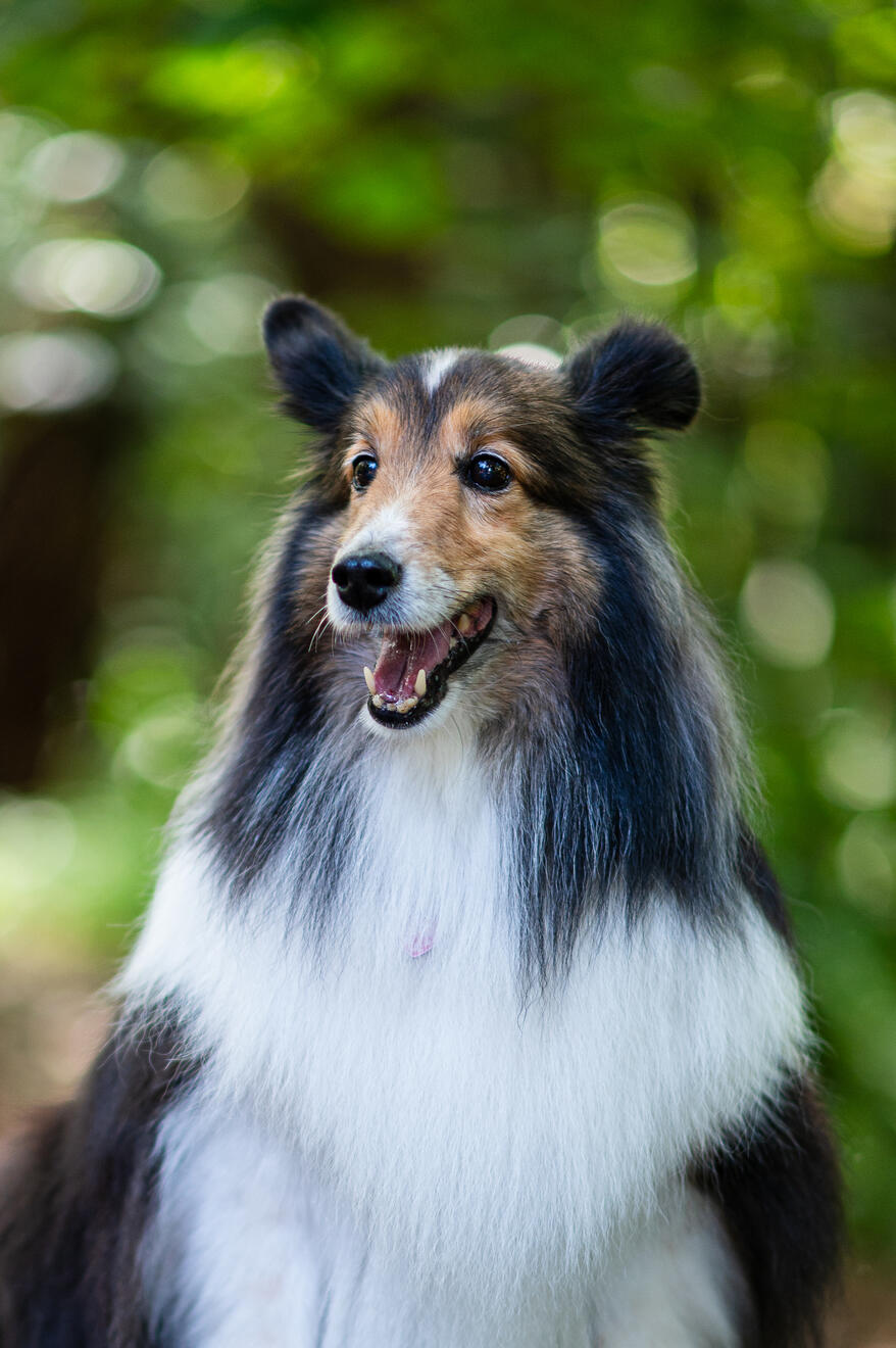 Collie dog with soft expressive eyes posing outdoors.