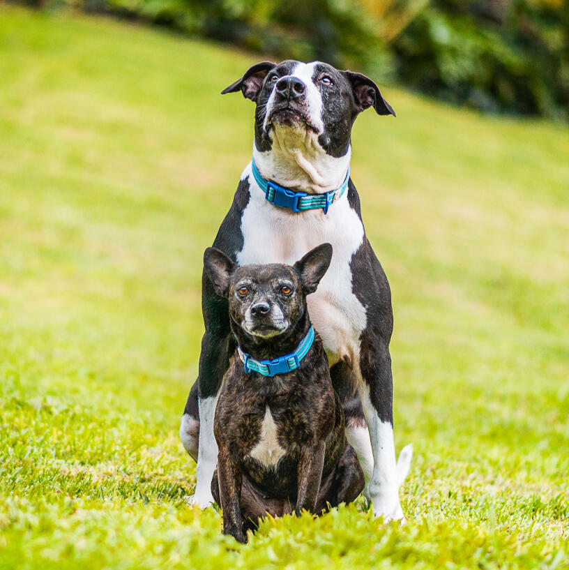 Two dogs sitting closely together on the grass
