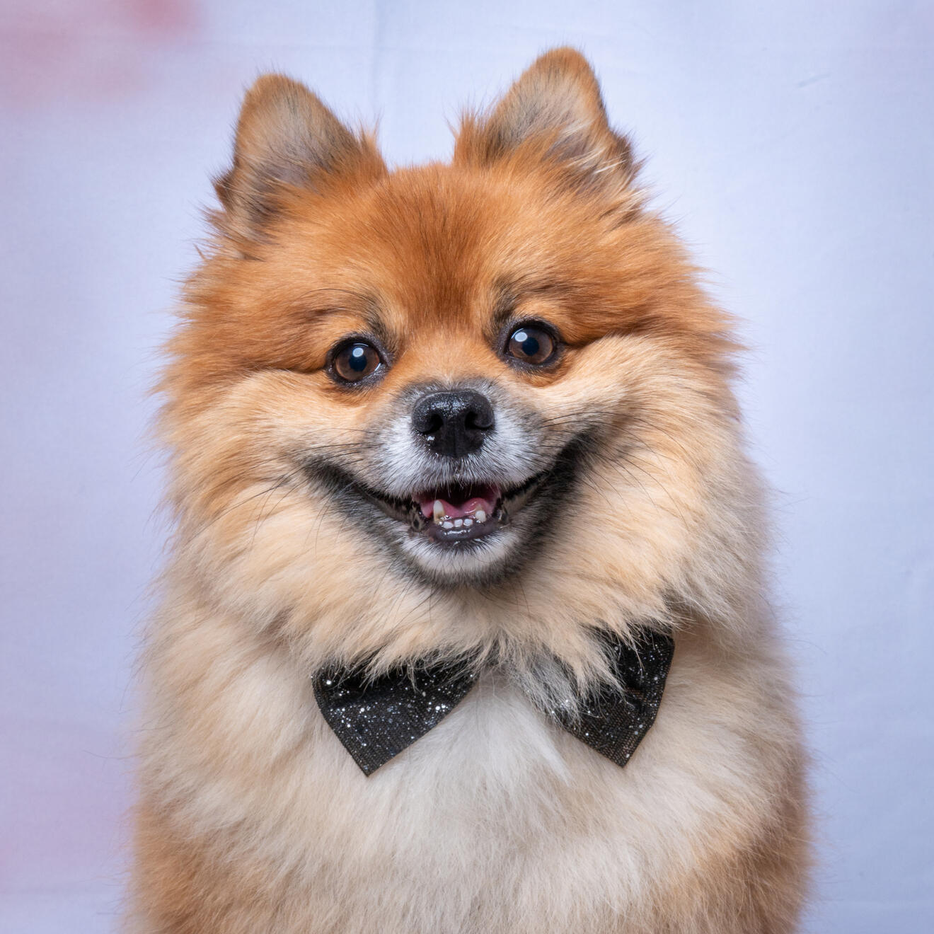 A cheerful Pomeranian wearing a small black bow tie