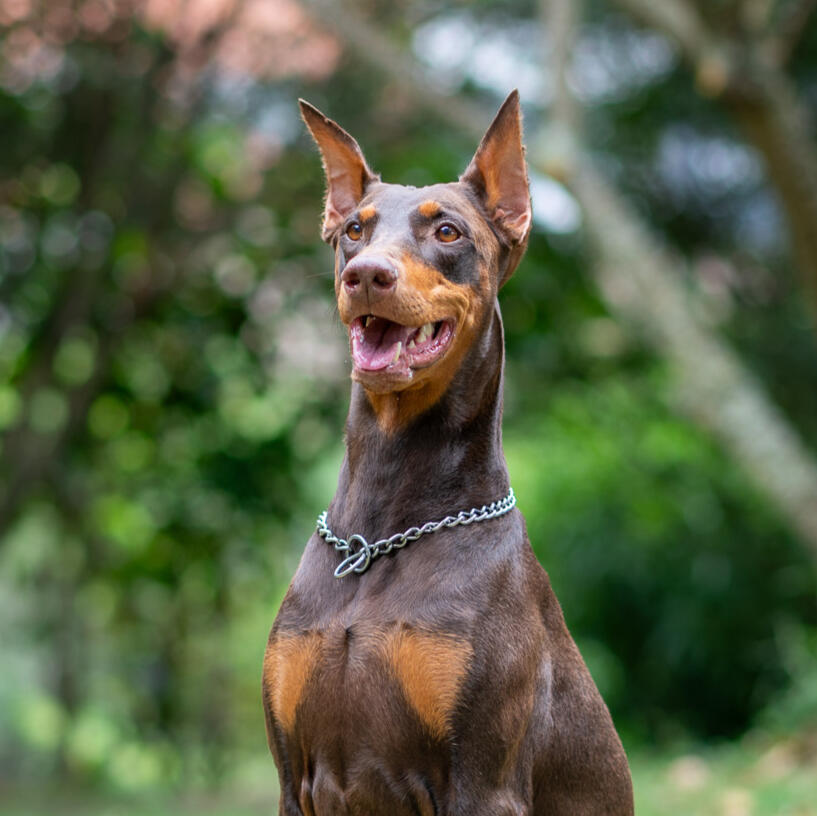 An alert brown Doberman portrait in a green park