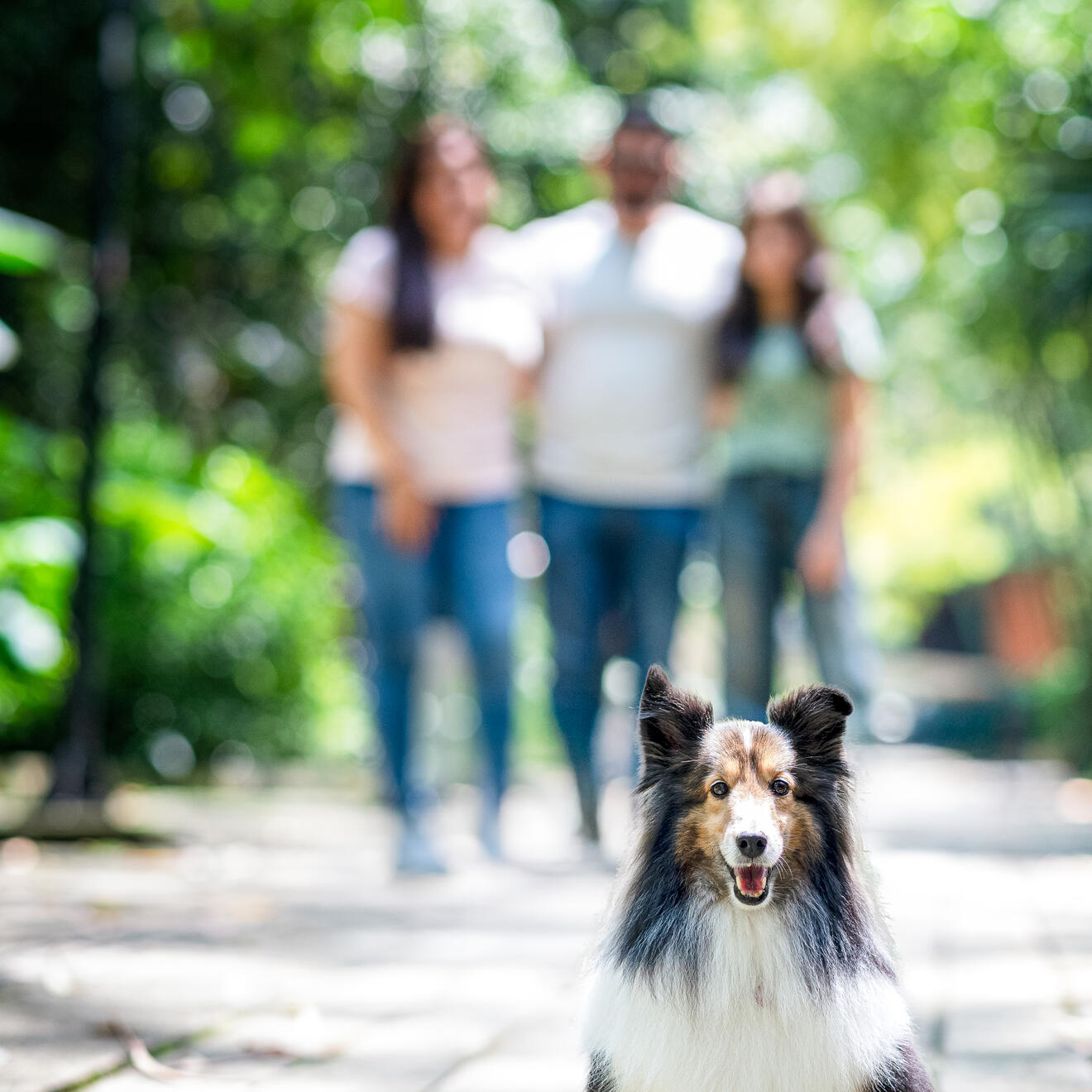 A Shetland sheepdog in focus with its family walking behind