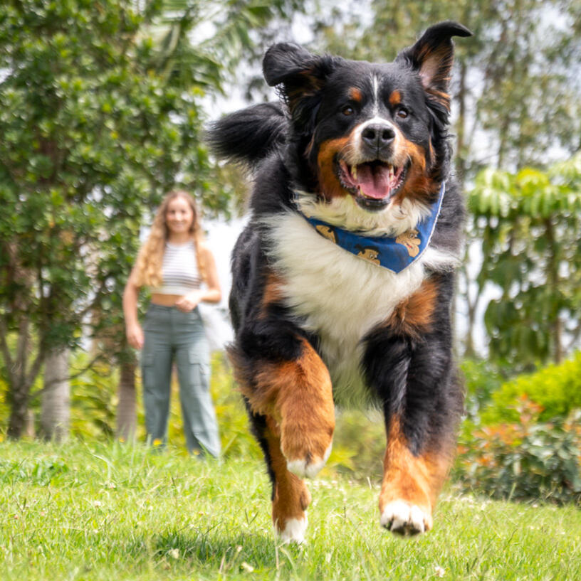 A Bernese mountain dog running happily toward the camera