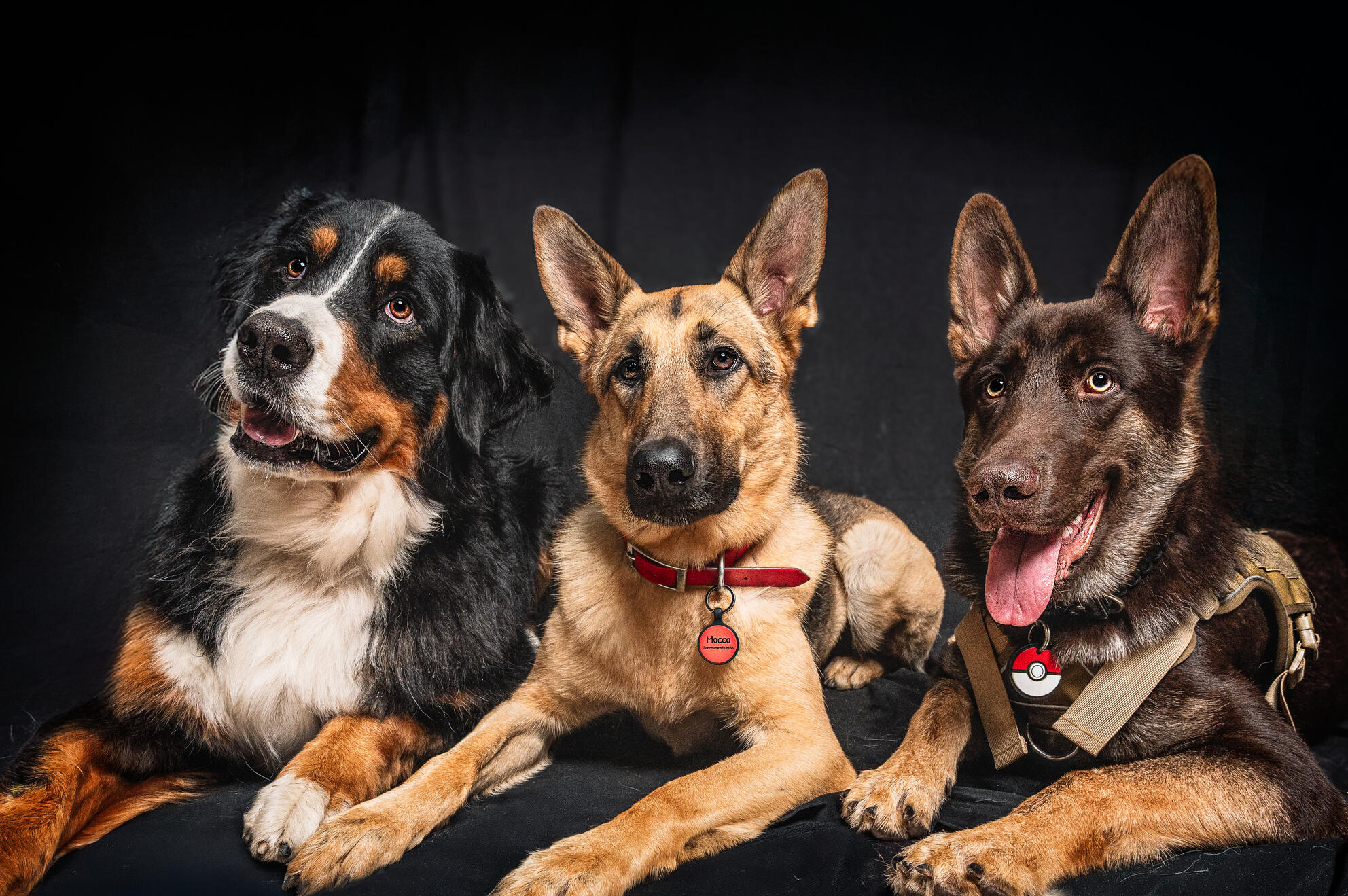 Three dogs photographed together against a dark studio background